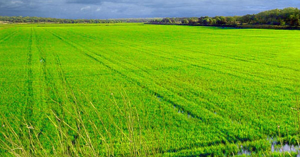 La Nación América Latina debe adaptar tecnología agrícola para