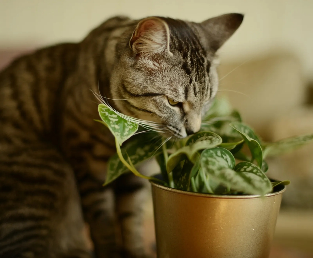 6 consejos para mantener a los gatos alejados de las plantas y los jardines