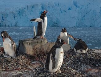 Detectan por primera vez virus de la gripe aviar en pingüinos de la Antártida.