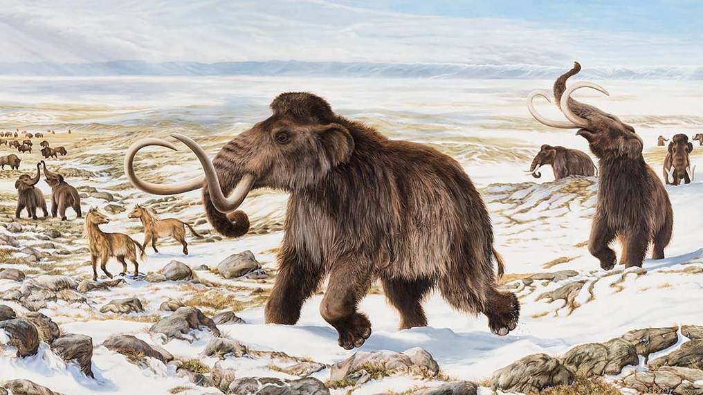 La Nación / Intentarán des-extinción del mamut después de 4 mil años