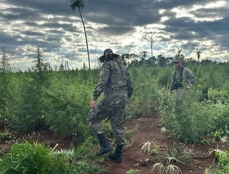 Varias plantaciones de marihuana fueron destruidas durante el operativo. Foto: Gentileza.