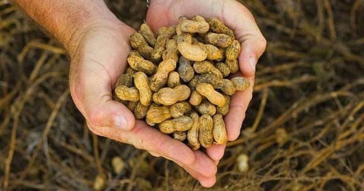 La Nación/Paraguay has exported more than 8,000 tons of peanuts
