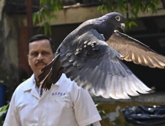 La paloma fue liberada tras ser retenida por sospecha de espionaje.