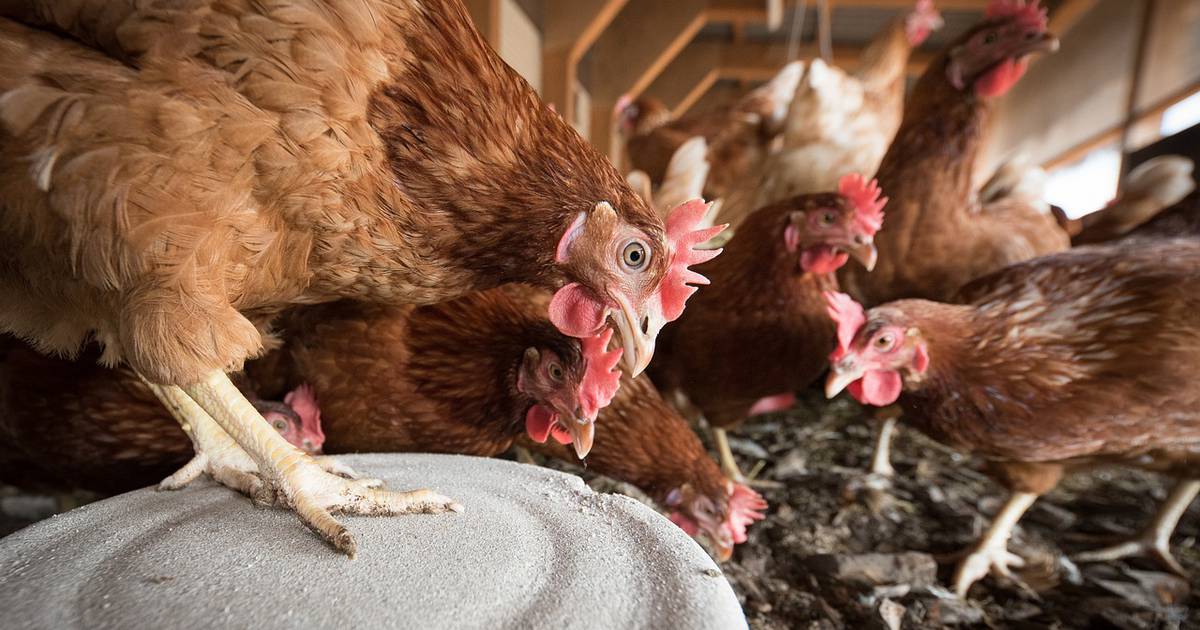 United States to test poultry vaccine