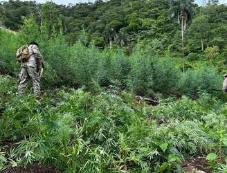 Varias plantaciones de marihuana fueron eliminadas durante este operativo. Foto: SENAD.