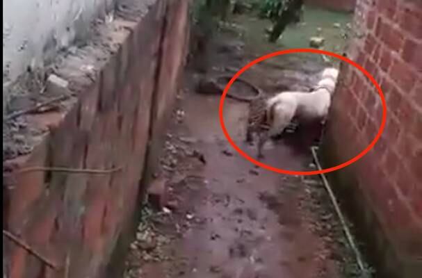 mujer fue salvada por su perro pitbull