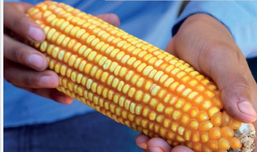 Indicaron que se experimenta una buena cosecha del maíz zafriña pese a la alta humedad que afecta a los cultivos. Foto: Archivo. 