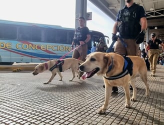 Los canes acompañan a los agentes en busca de sustancias prohibidas. Foto: Senad.