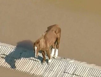 Imagen de 'Caramelo' varada durante días en un tejado en Rio Grande do Sul, Brasil.