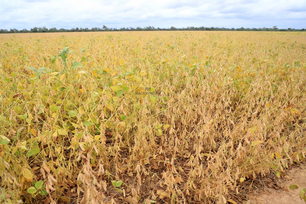 Con el acompañamiento del clima, se logró una buena recuperación en la producción de soja en Paraguay. Foto: Roberto Zarza