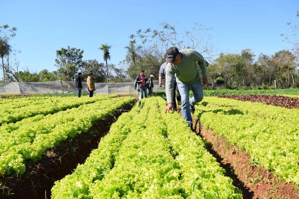 Productores Siguen Trabajando En El Campo