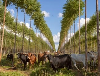 Eucaliptal conviviendo con el negocio ganadero. Ahora la producción forestal emerge como potencial negocio de gran volumen.