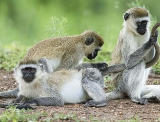 Las colas son útiles de muchas maneras, pero -a diferencia de estos monos vervet fotografiados en el Parque Nacional del Lago Mburo, en Uganda- los parientes primates más cercanos de los humanos las perdieron hace unos 25 millones de años.