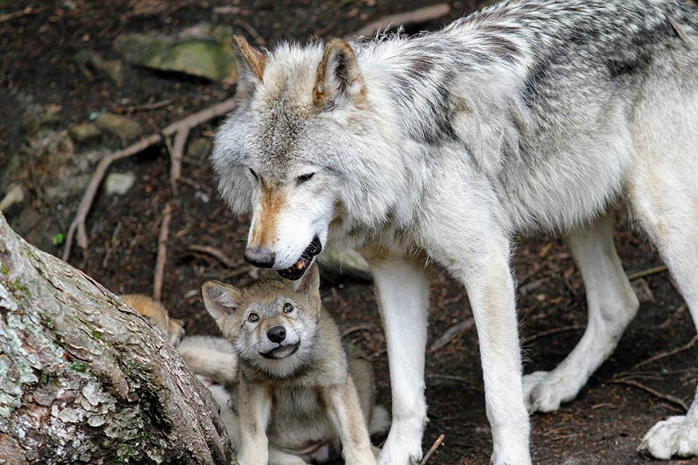 La Nación / Por primera vez en 80 años nacen lobos grises en el oeste de  Estados Unidos