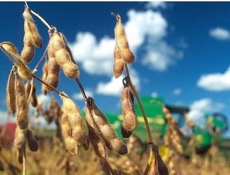 Los envíos de granos, harinas y aceites de soja se incrementaron en niveles superiores al 100 %, según datos del BCP.FOTO: ARCHIVO