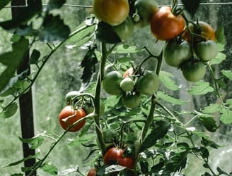 Dentro de 15 a 22  días se realizará la cosecha del tomate, indican desde el MAG. Foto: Ilustrativa