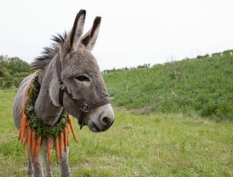 Cada 8 de mayo se conmemora el día internacional del burro.