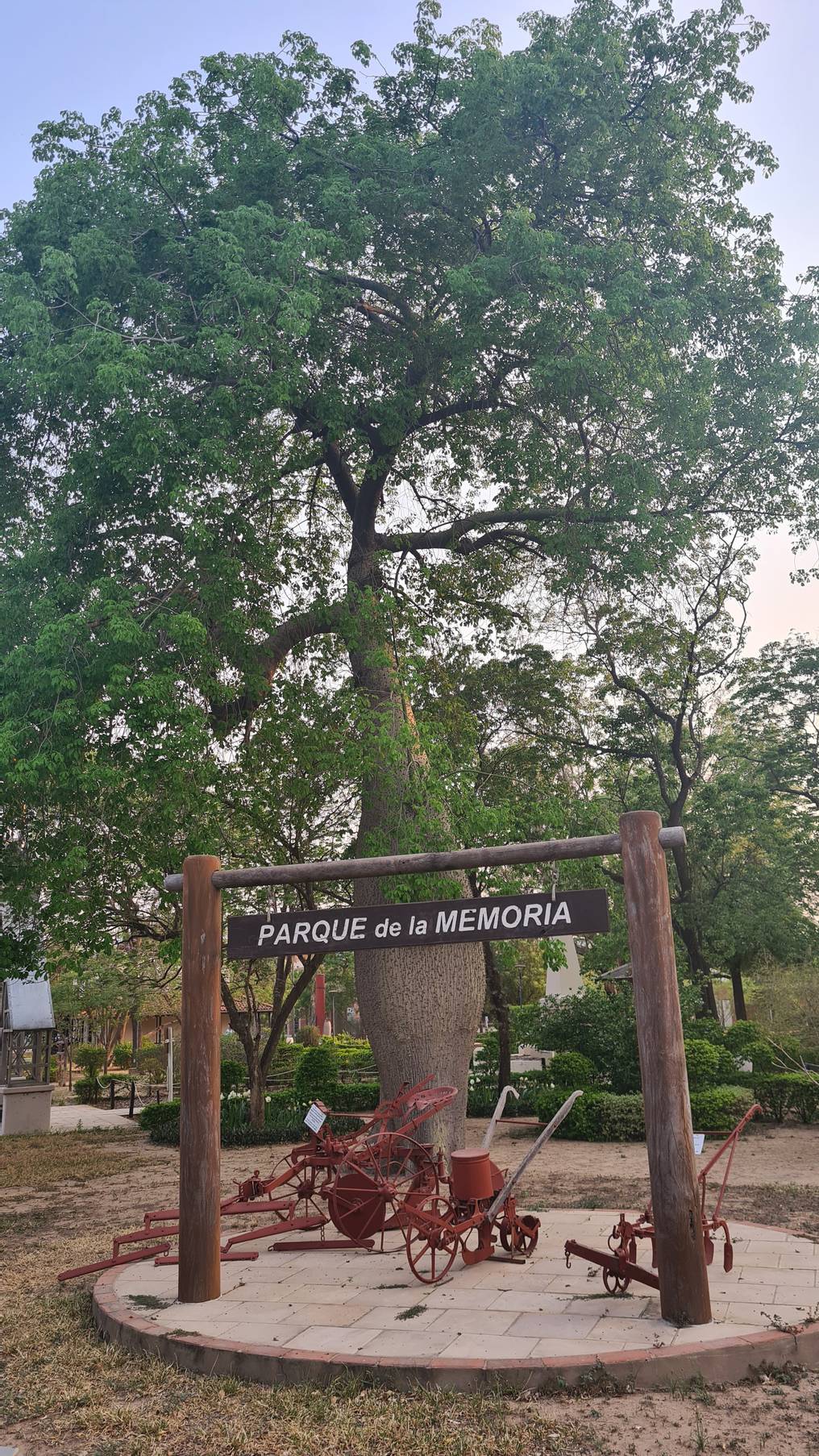 El samu'u es uno de los principales árboles que viven en la rigidez del Chaco paraguayo. Foto: Diego Sanabria. 