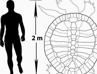 La comparación del tamaño de los fósiles con el del cuerpo humano.
