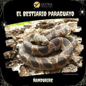 El Bestiario Paraguayo: AGUARA GUASU – Guyra Paraguay