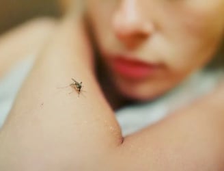 La fiebre causados por el virus de Oropouche se trasmiten a través del mosquito. Foto: Ilustrativo