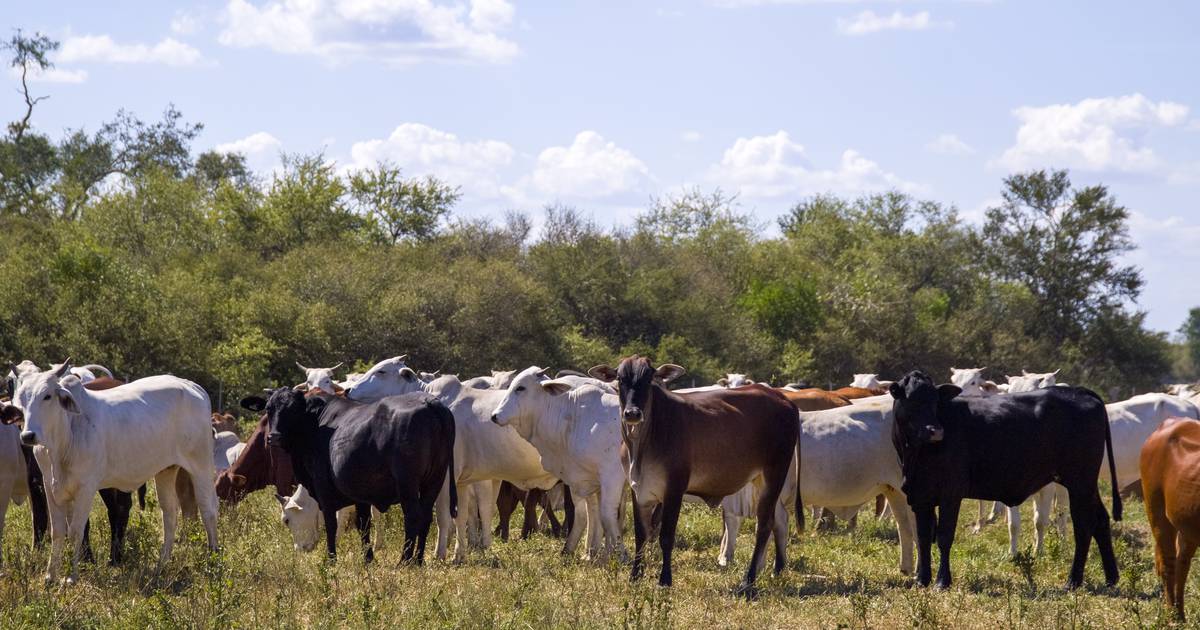The Paraguayan/National Meat Table highlights the significant contribution of livestock to the local economy