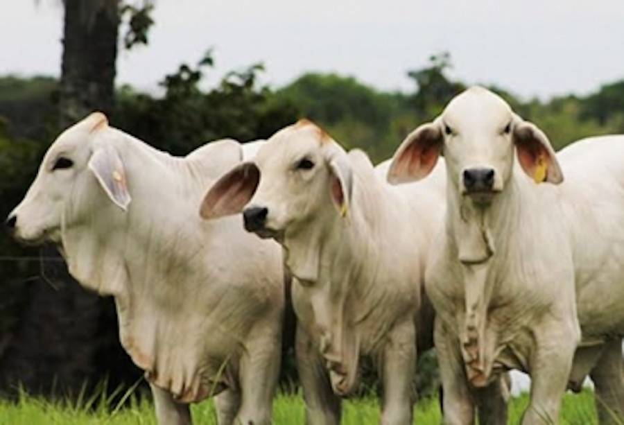 Según el presidente de la Cámara Paraguaya de la Carne, Randy Ross, el precio del ganado gordo debería ubi­carse entre US$ 3 y 3,20 por kilo carcasa, atendiendo la presión a la baja. Foto: Ilustrativa. 