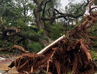 Uno de los árboles caídos durante la tormenta de ayer. Foto: Municipalidad de Asunción.