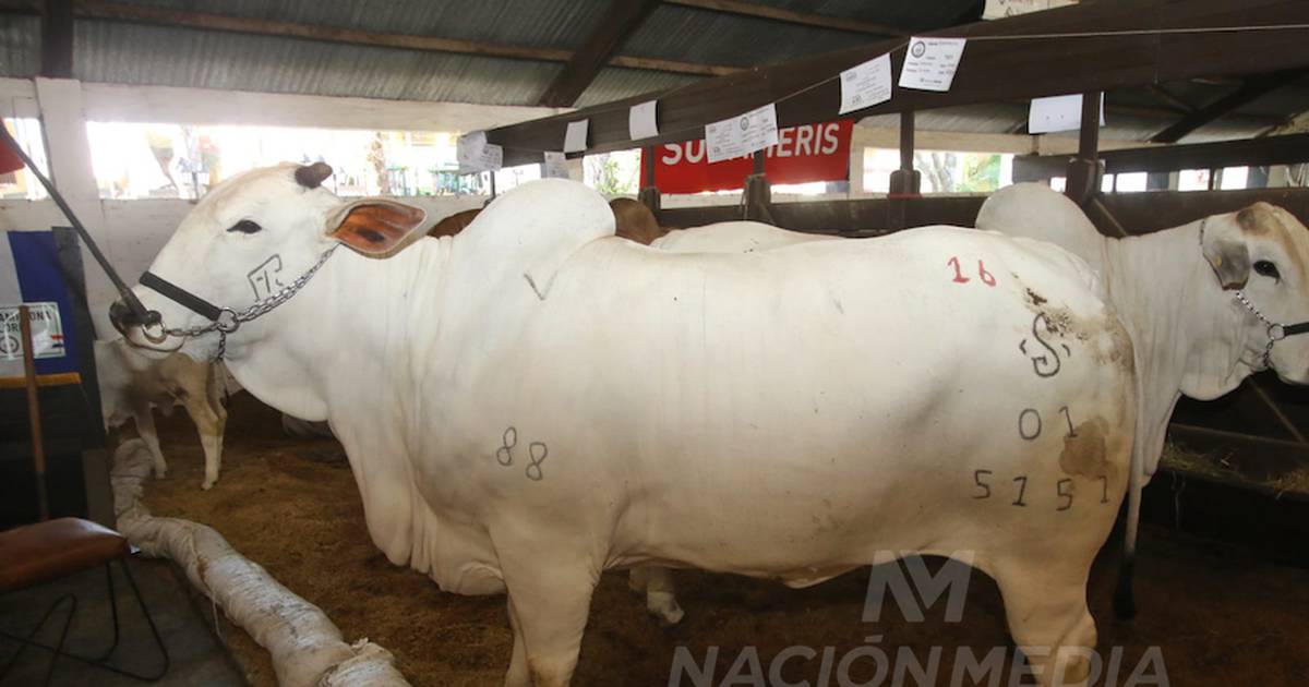 La Nación/Júbilo na jarmarku za pół krowy sprzedany za 400 mln C