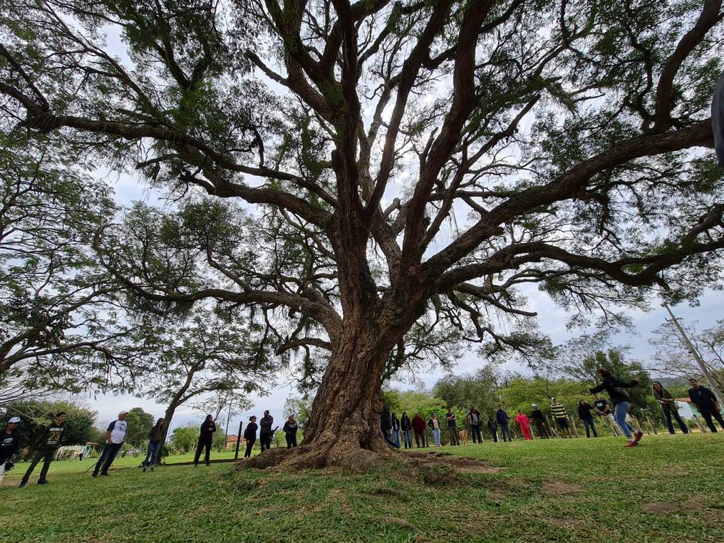 La Nación / La historia del coloso 20: “Es nuestro árbol de la vida”