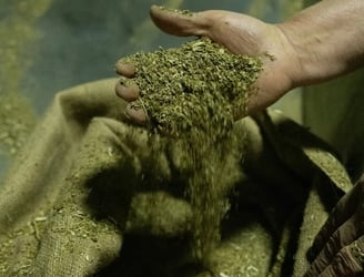 La yerba mate paraguaya es muy apreciada en el exterior por su calidad y precio; actualmente, está presente
en 27 mercados.