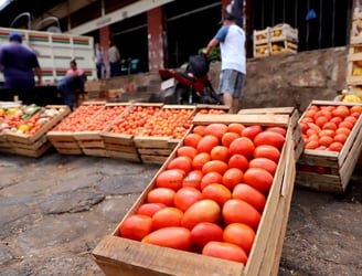 La producción de tomate local es de buena calidad, destacan desde el MAG. Foto: Roberto Zarza.