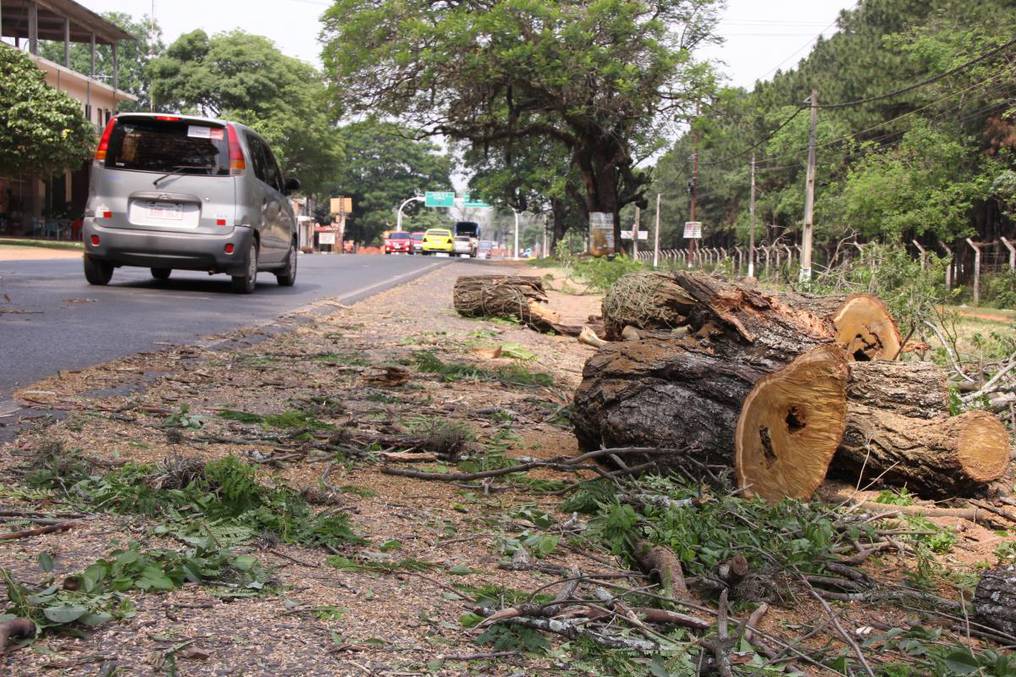 La Nacion Tres Anos De Carcel Por Cortar Arboles