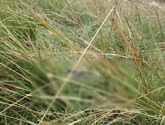 El cuerpo sin vida fue hallado en una zona de pastizales. Foto: Gentileza.