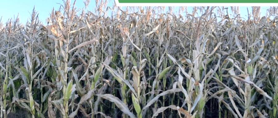 Desde el gremio señalan que los cultivos de maíz zafriña fueron los más afectados en esta primera helada. Foto: Archivo. 