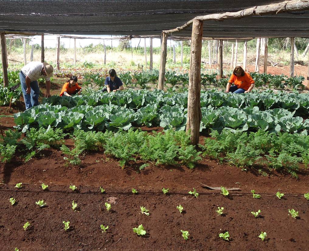 La producción hortícola en La Plata, en constante crecimiento