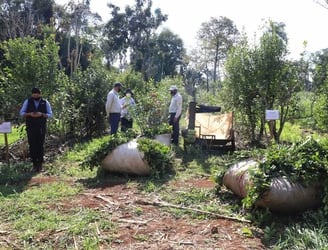 La yerba mate paraguaya es exportada en forma masiva a la Argentina.