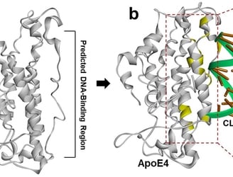 La región de unión al ADN de ApoE4, tal como se define mediante modelado molecular.
Communications Biology (2024). DOI: 10.1038/s42003-024-05767-9
