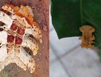 Esta extraña oruga es conocida como “gusano araña” por su peculiar forma. Foto: Facebook Joaquin Movia.