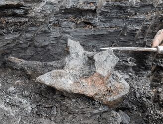 El cráneo data de 16 millones de años. Foto: RC Noticias.