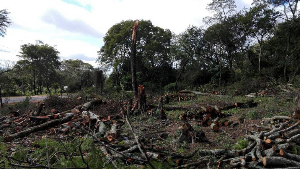 La Nación / Areguá: Reclaman tala indiscriminada de árboles añosos