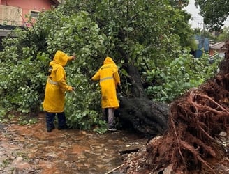 Algunos árboles se vinieron abajo debido a la tormenta. Foto: Municipalidad de Asunción.