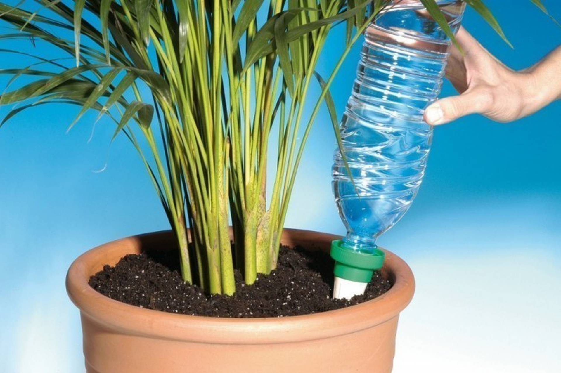 Pareja desenterrar Libro Guinness de récord mundial La Nación / Cómo regar las plantas sin estar en casa