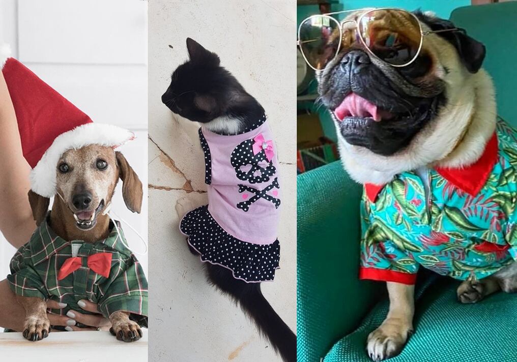 La Nación / Lo último en tendencias de moda para perros y gatos, inspiradas  en “Turbo”
