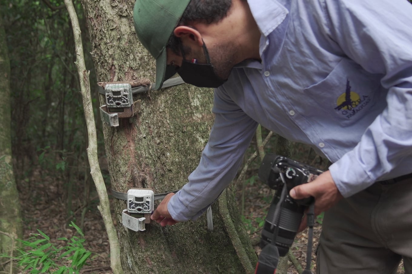 Las cámaras trampas y los drones son dos componentes tecnológicos muy importantes en el proceso de programas de conservación. Foto: José María Riveros.