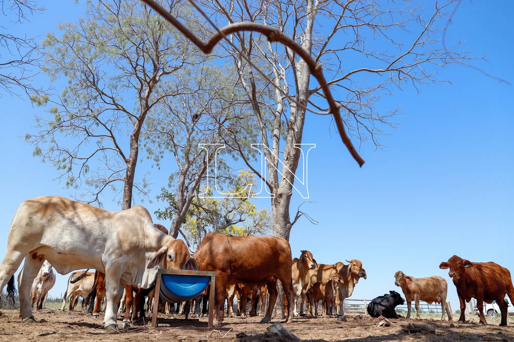 La sequía en el campo está ocasionando pérdidas millonarias en todos los productores. Foto: Christian Meza. 