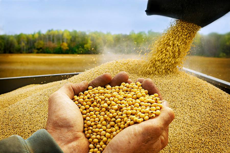 La Nación / La exportación de soja en grano cayó en un 50% a mayo