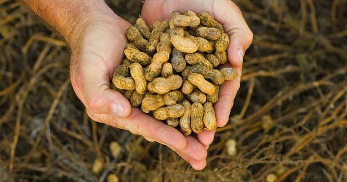 La Nación / Paraguay has exported more than 8,000 tons of peanuts in 2023