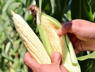 Productores de granos de Amambay preocupados por las altas temperaturas.
