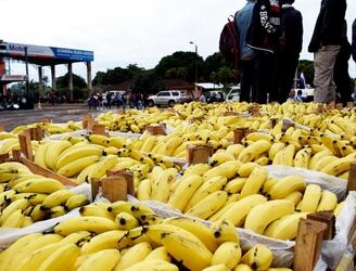 La “Ruta de la Banana” será de gran beneficio para los productores de este rubro. Foto: desdeczu.com.
